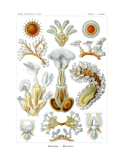 Bryozoa a German School, (19th century)