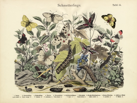Butterflies, c.1860 a German School, (19th century)