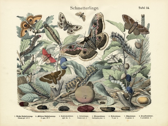 Butterflies, c.1860 a German School, (19th century)