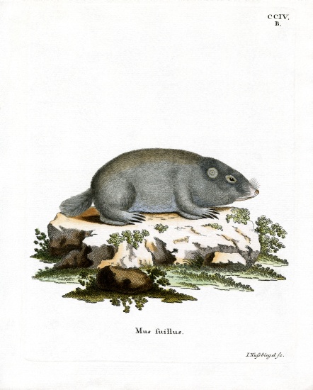 Cape Dune Mole Rat a German School, (19th century)