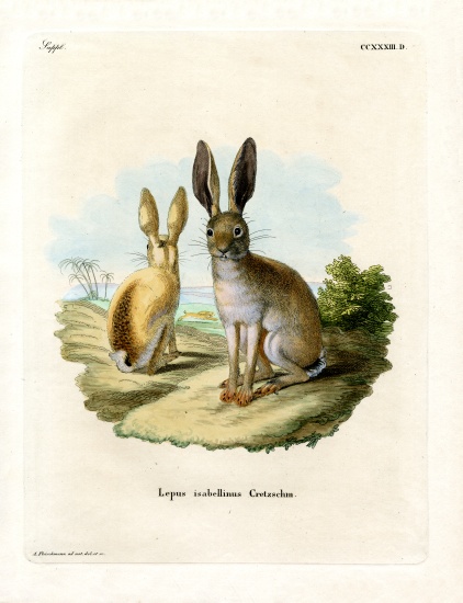 Cape Hare a German School, (19th century)