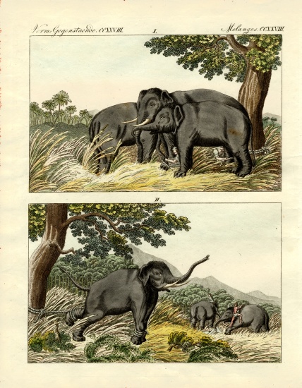 Capture of elephants by decoy elephant a German School, (19th century)