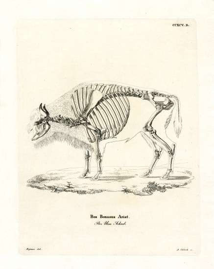 Cattle Skeleton a German School, (19th century)