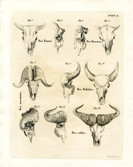 Cattle Skulls a German School, (19th century)