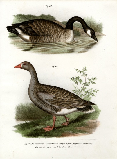 Chinese goose a German School, (19th century)