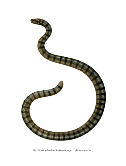 Chinese Sea Snake a German School, (19th century)