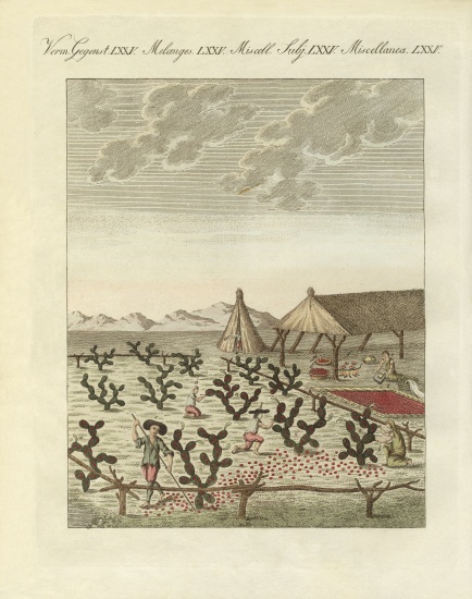 Collecting cochenilles a German School, (19th century)