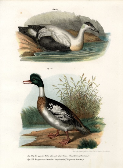 Common Eider Duck a German School, (19th century)