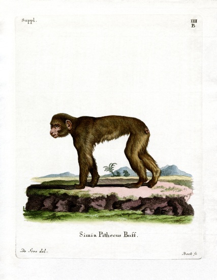 Common Macaque a German School, (19th century)
