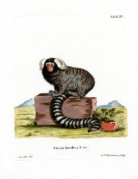 Common Marmoset