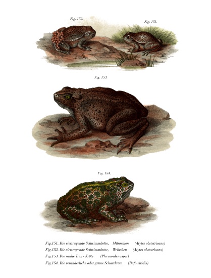 Common Midwife Toad a German School, (19th century)