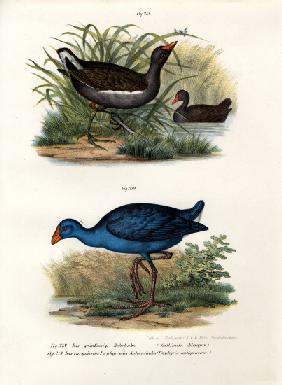 Common Moorhen