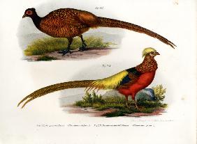 Common Pheasant