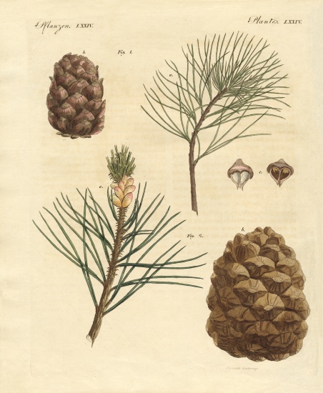 Coniferous woods with eatable fruits a German School, (19th century)