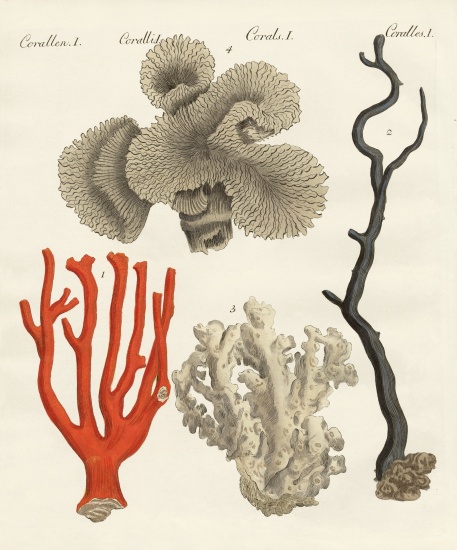 Corals a German School, (19th century)