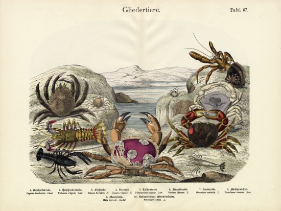 Crabs, c.1860 a German School, (19th century)