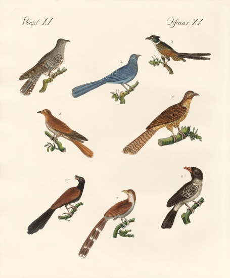 Cuckoos from various countries a German School, (19th century)