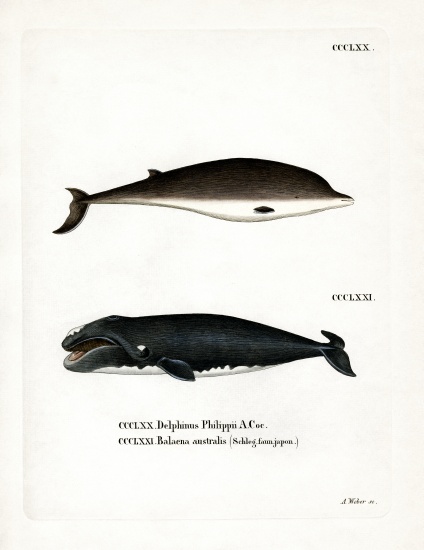 Cuvier's Beaked Whale a German School, (19th century)