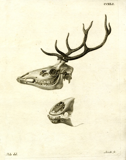 Deer Antlers a German School, (19th century)