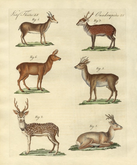 Deers and fawns a German School, (19th century)