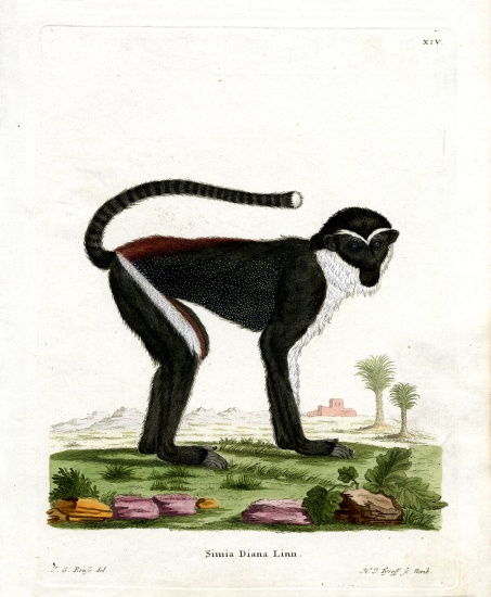 Diana Monkey a German School, (19th century)
