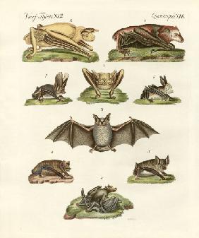 Different kinds of bats