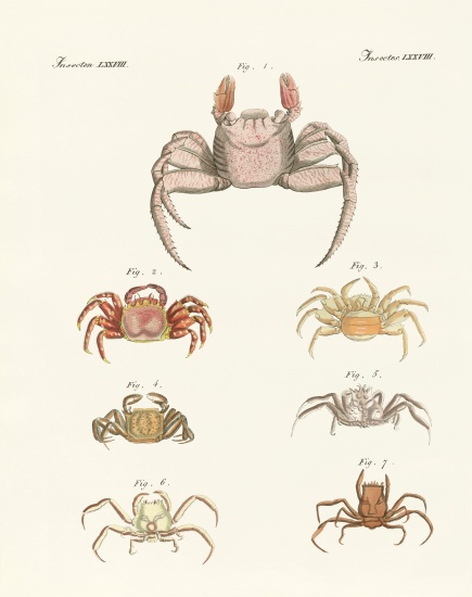 Different kinds of crabs a German School, (19th century)