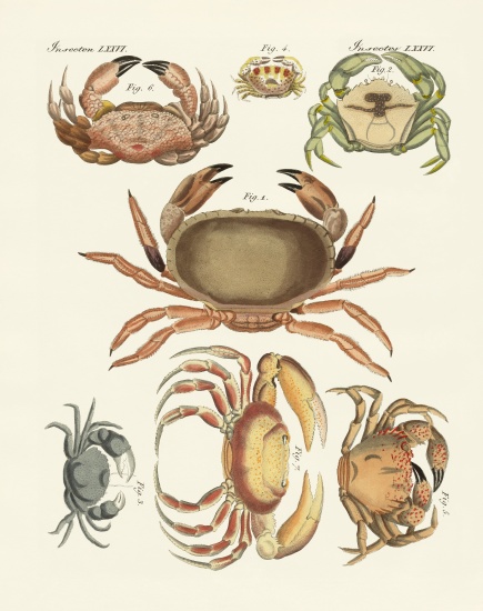 Different kinds of crabs a German School, (19th century)