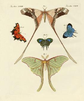 Different kinds of foreign butterflies
