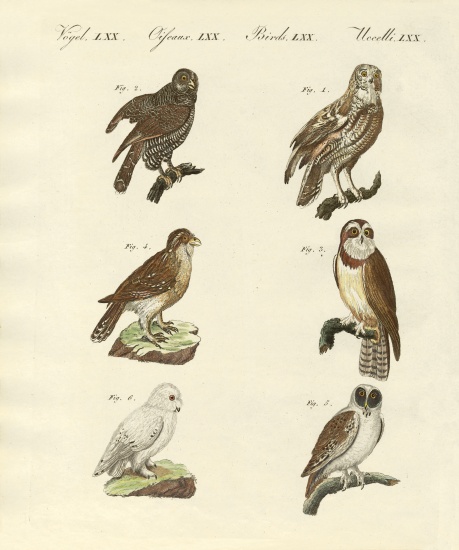 Different kinds of foreign owls a German School, (19th century)