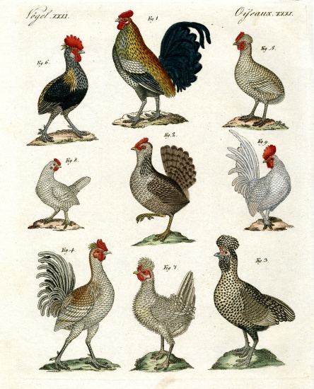 Different kinds of hens a German School, (19th century)