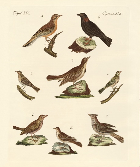 Different kinds of larks a German School, (19th century)
