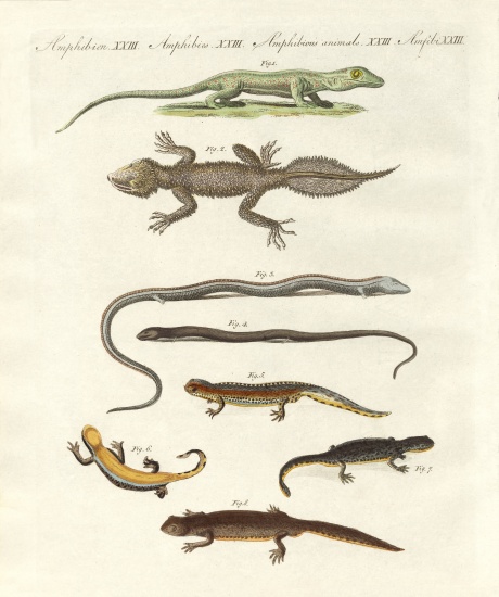 Different kinds of lizards a German School, (19th century)