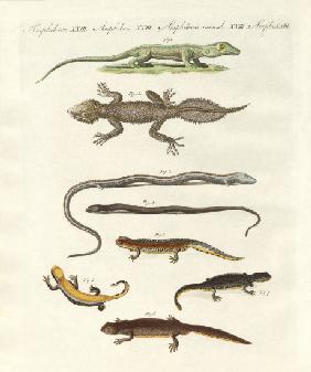 Different kinds of lizards