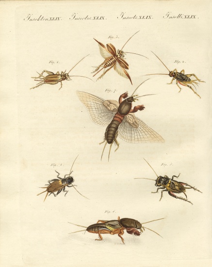 Different kinds of local crickets a German School, (19th century)