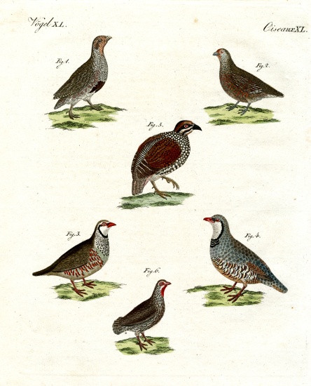 Different kinds of partridges a German School, (19th century)