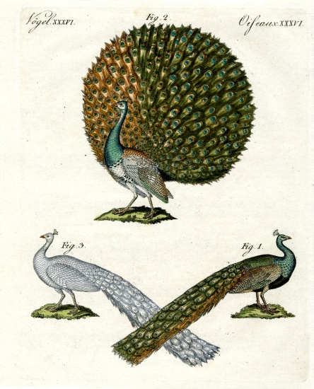 Different kinds of peacocks a German School, (19th century)
