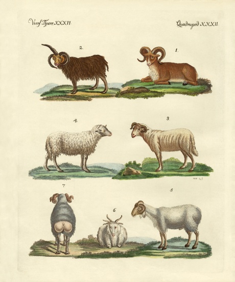 Different kinds of sheep a German School, (19th century)