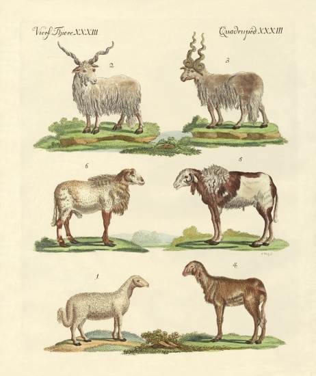 Different kinds of sheep a German School, (19th century)