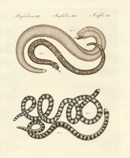 Different kinds of snake a German School, (19th century)