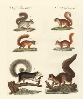 Different kinds of squirrels