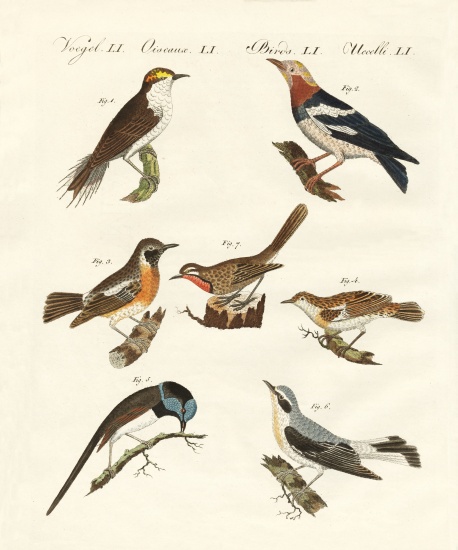Different kinds of warbler a German School, (19th century)