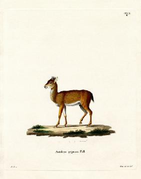 Dik-dik