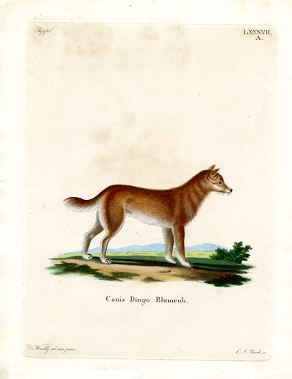 Dingo a German School, (19th century)