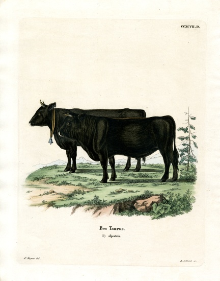 Domestic Cattle a German School, (19th century)