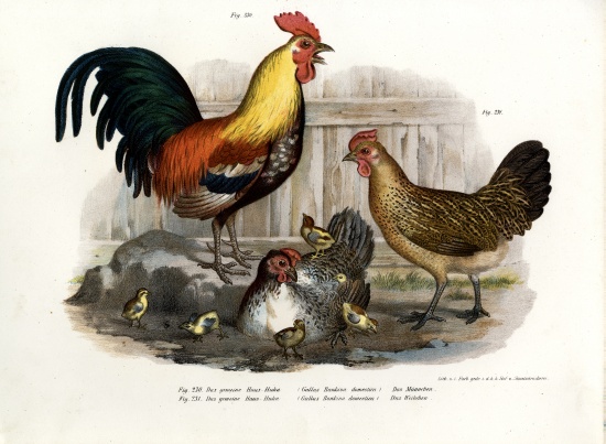 Domestic Fowl a German School, (19th century)