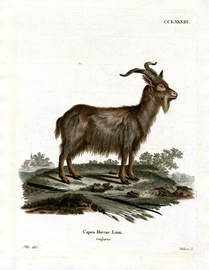 Domestic Goat a German School, (19th century)