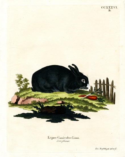 Domestic Rabbit a German School, (19th century)
