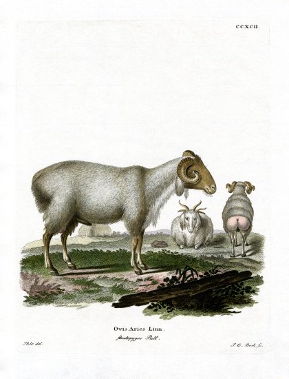 Domestic Sheep a German School, (19th century)