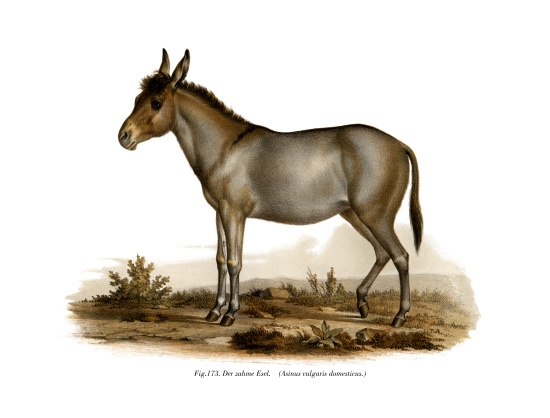 Donkey a German School, (19th century)